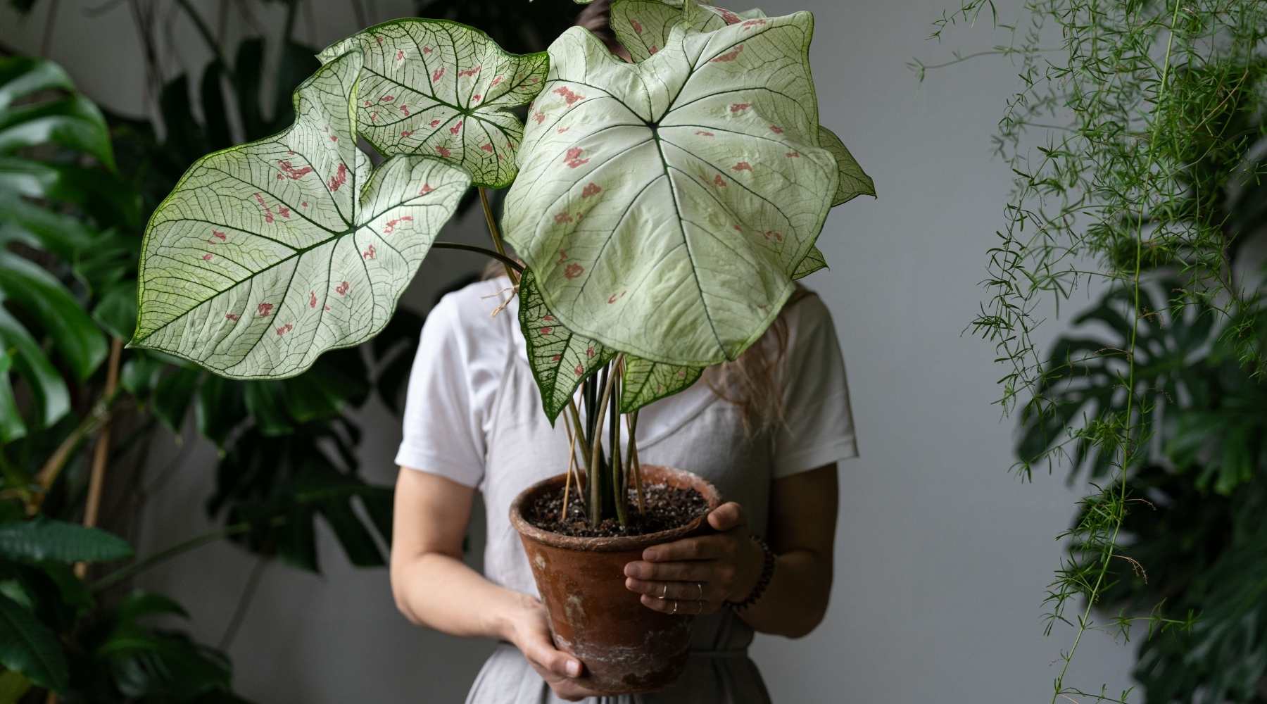 Care For Your Caladiums In Winter Season