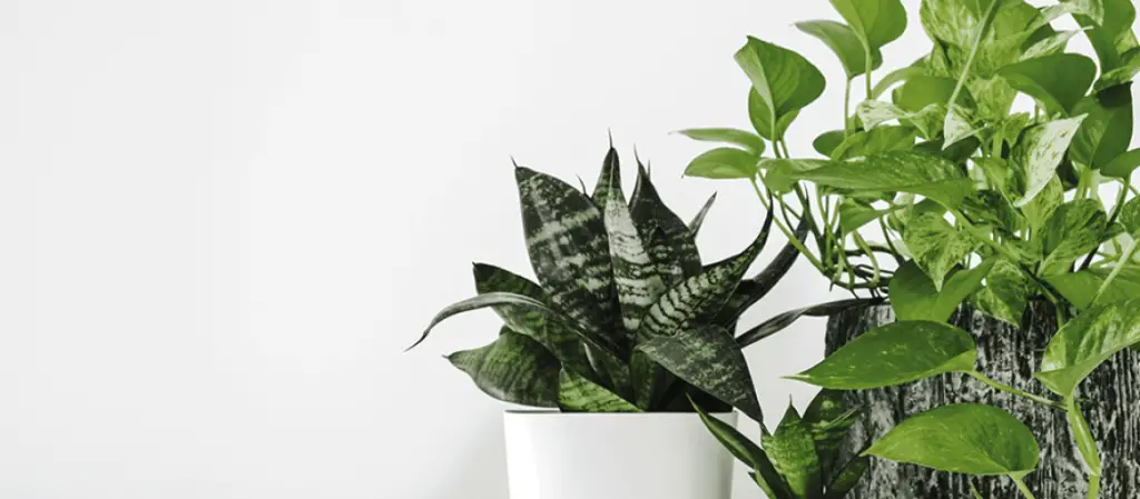 6 Houseplants That Thrive in Low Light