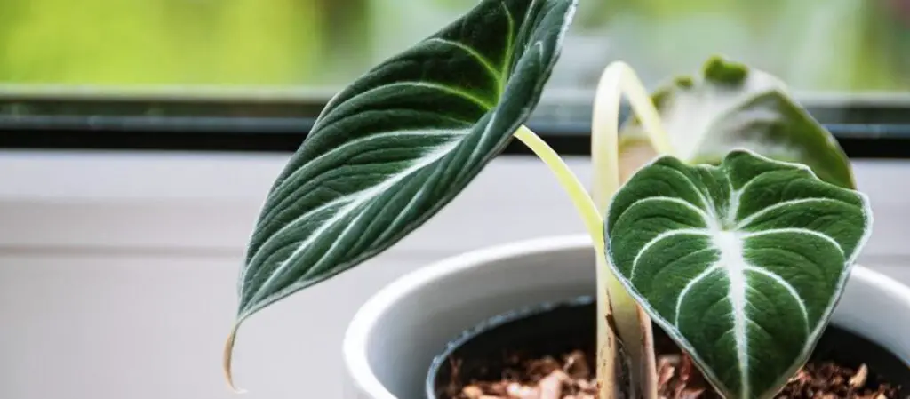 The 10 Best Houseplants for Big, Bright Windows