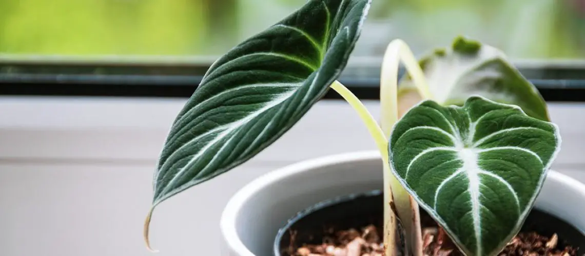 The 10 Best Houseplants For Big, Bright Windows