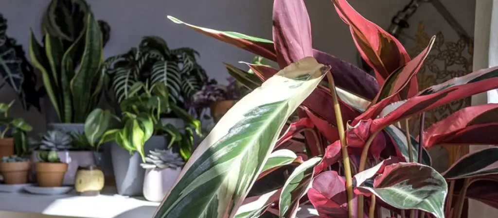 12 Quirky Houseplants with Big Personalities